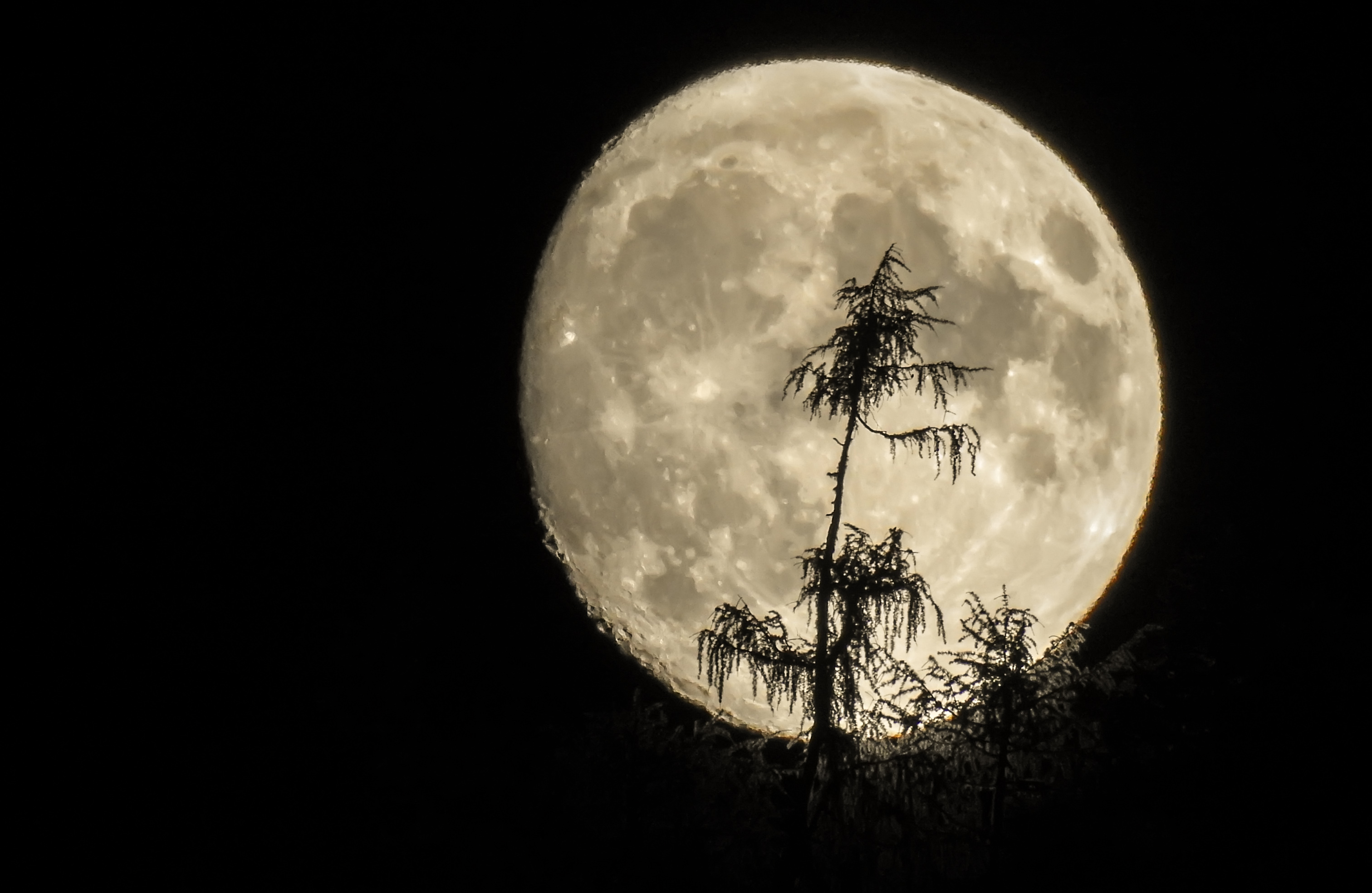 月亮缓慢而坚定滴爬升,岭头树影婆娑,映投满月,犹如月宫中的桂树,让人