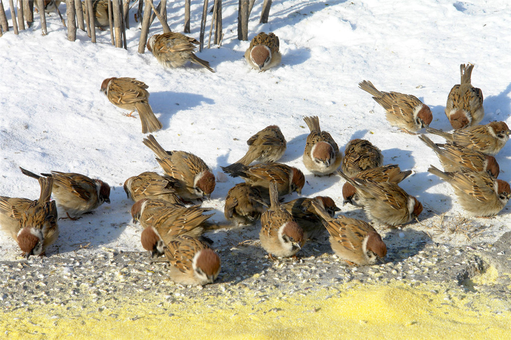 人工养殖麻雀是坑还是难得的商机?