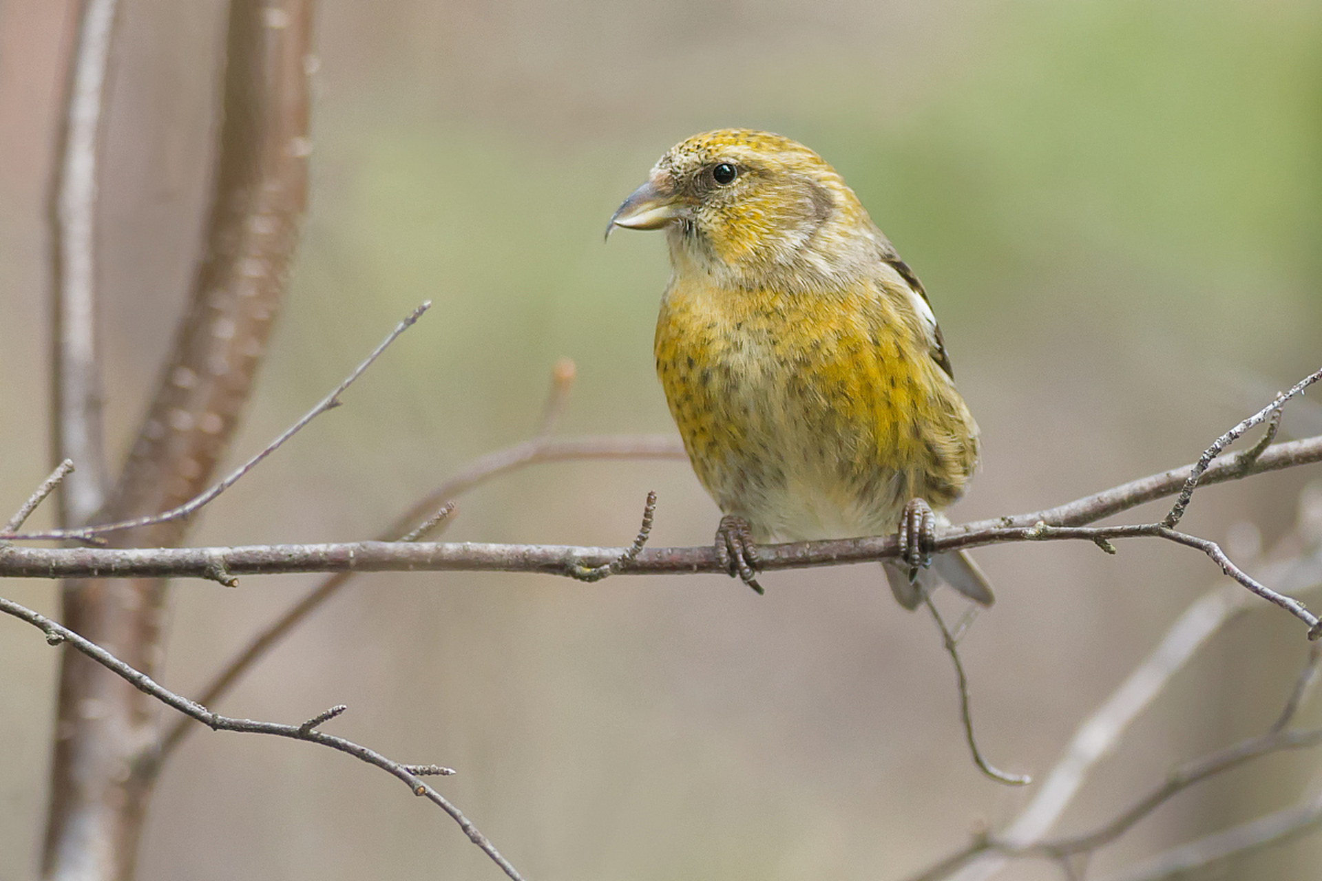 黄胸鹀,也被称为"黄肚鹀",是一种体型小巧,羽毛鲜艳的鸟类.