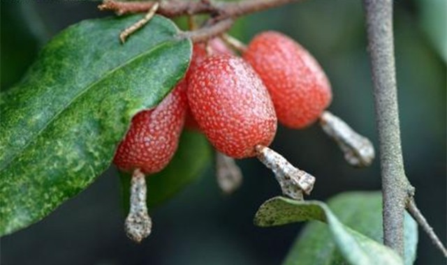 这种野果,小时候当零食吃,却是名贵药材,祛风湿,还能治肝病