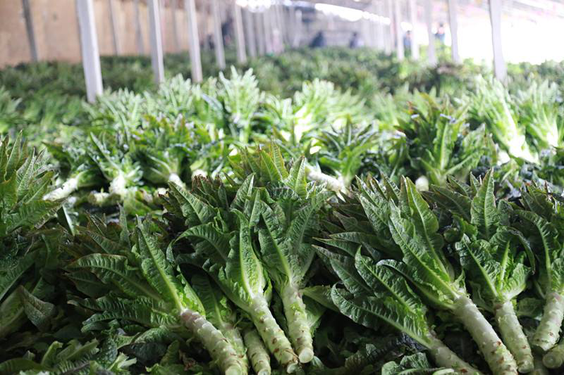 莴笋- 热门商品专区