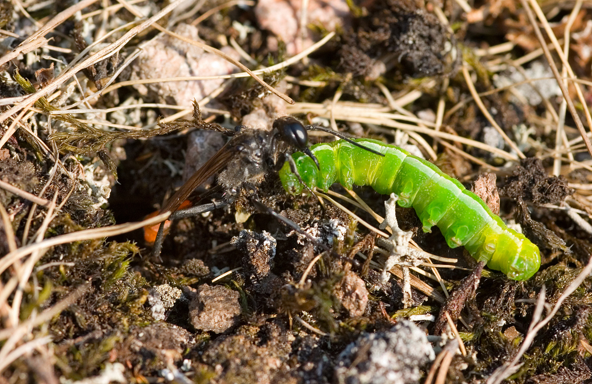 地老虎幼虫是一种常见的地下害虫,它们在农田中潜伏,以咬食植物根部为