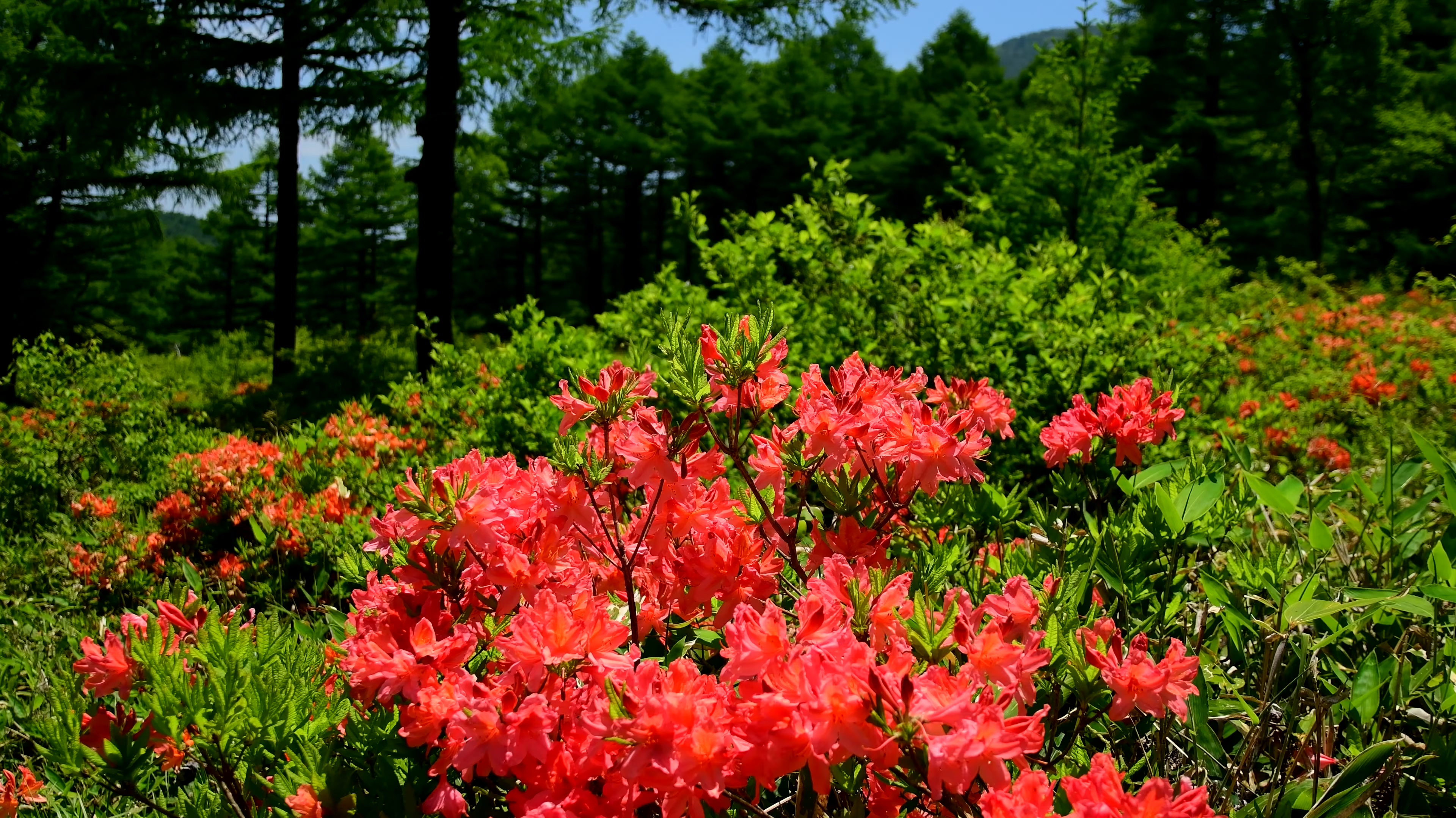 山林之间的花丛