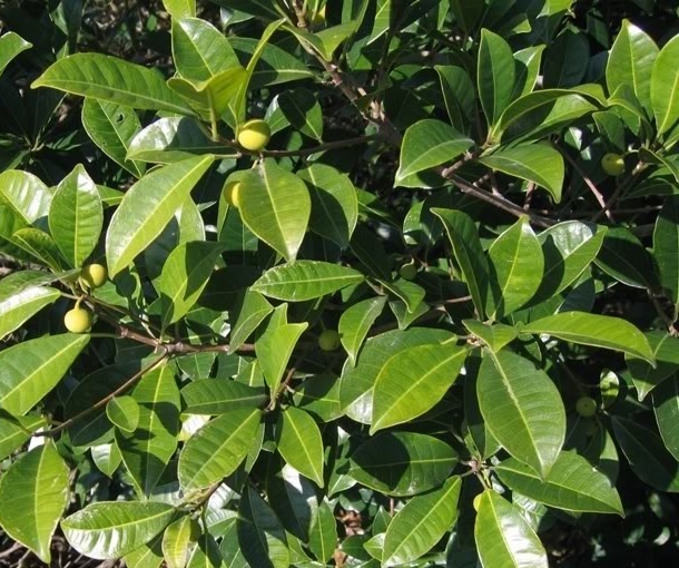 科普一下,了解白肉榕的请举手