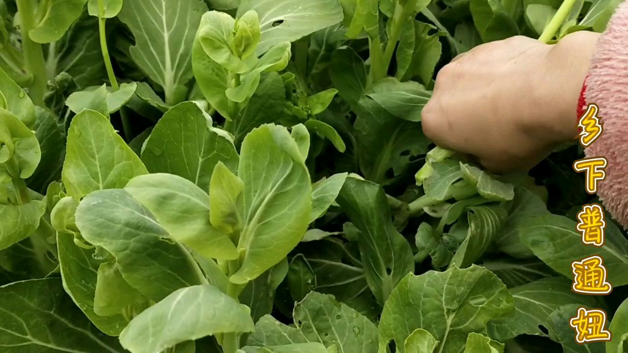 宝妈看油菜花新鲜采着做菜老公竟说不知道油菜花还能吃
