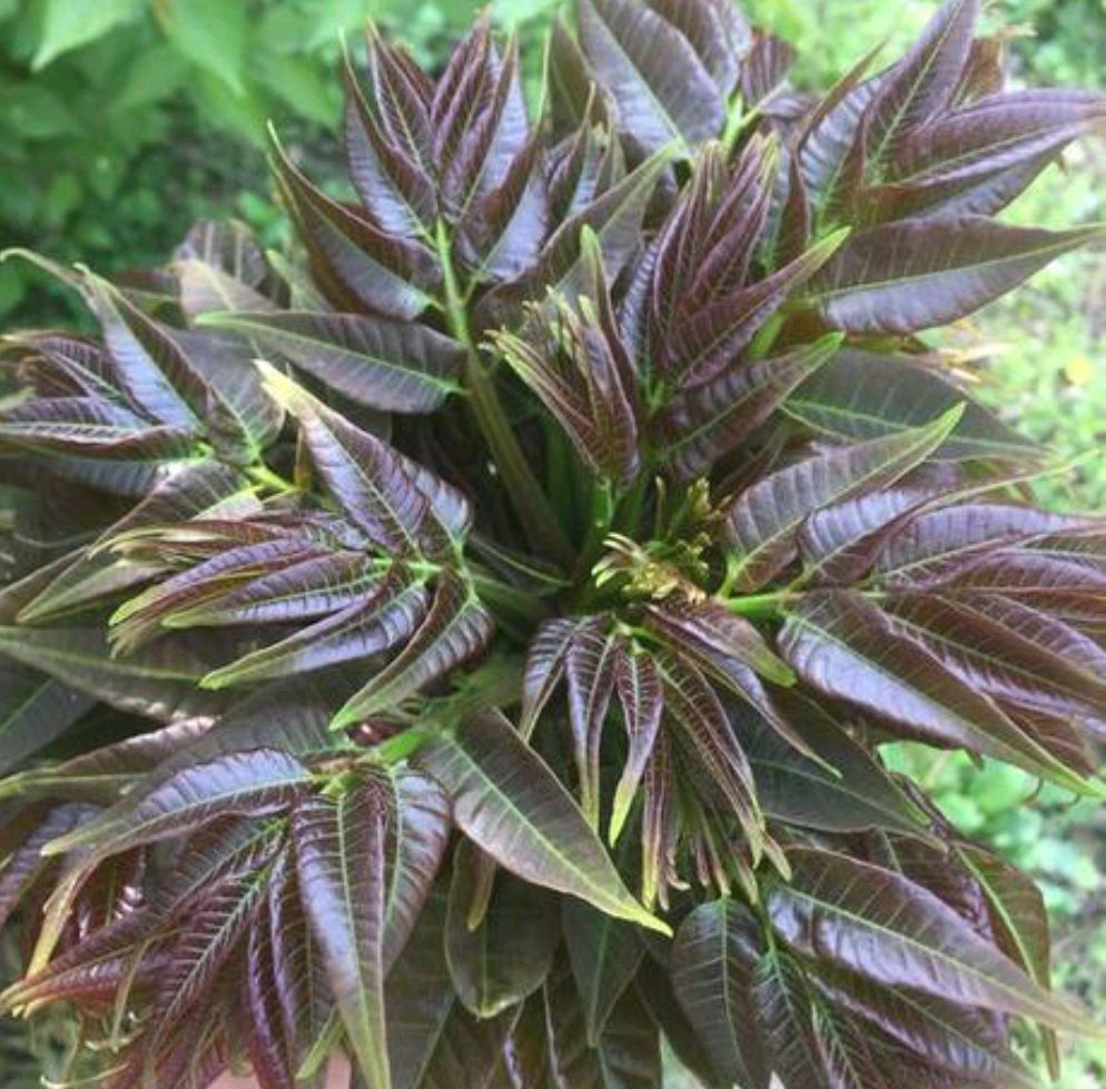 现阶段中国香椿的品种有哪些