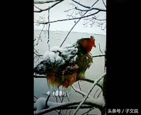 母鸡被冻僵在树上,全身都布满冰雪,新词语:冻成鸡