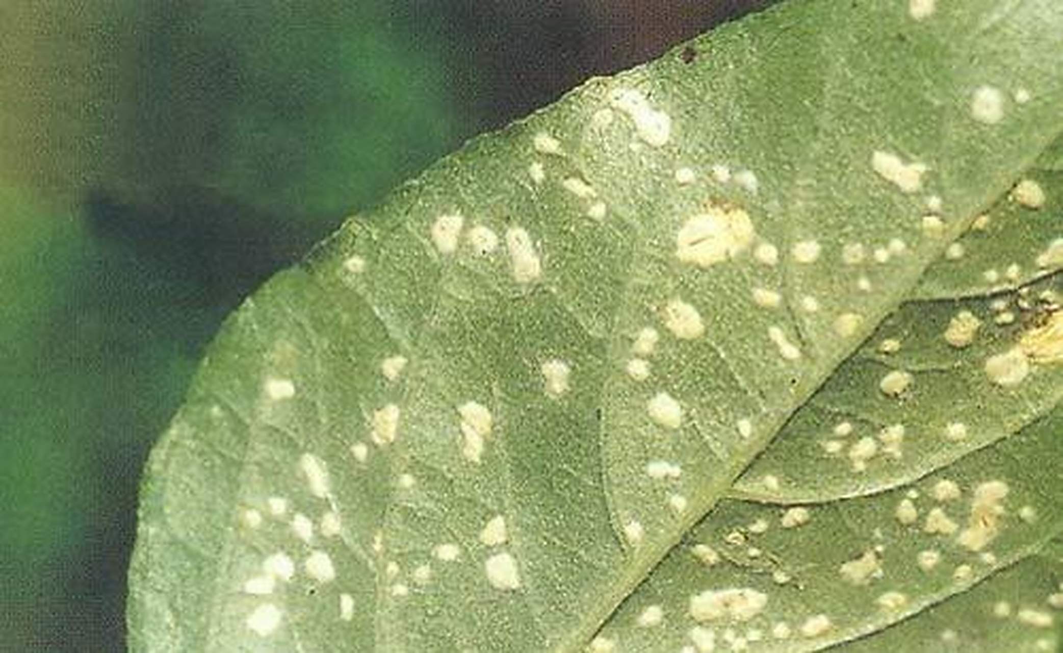 其菌丝无隔,多核,生于寄主的细胞间,借吸器穿入寄主细胞吸取养料.