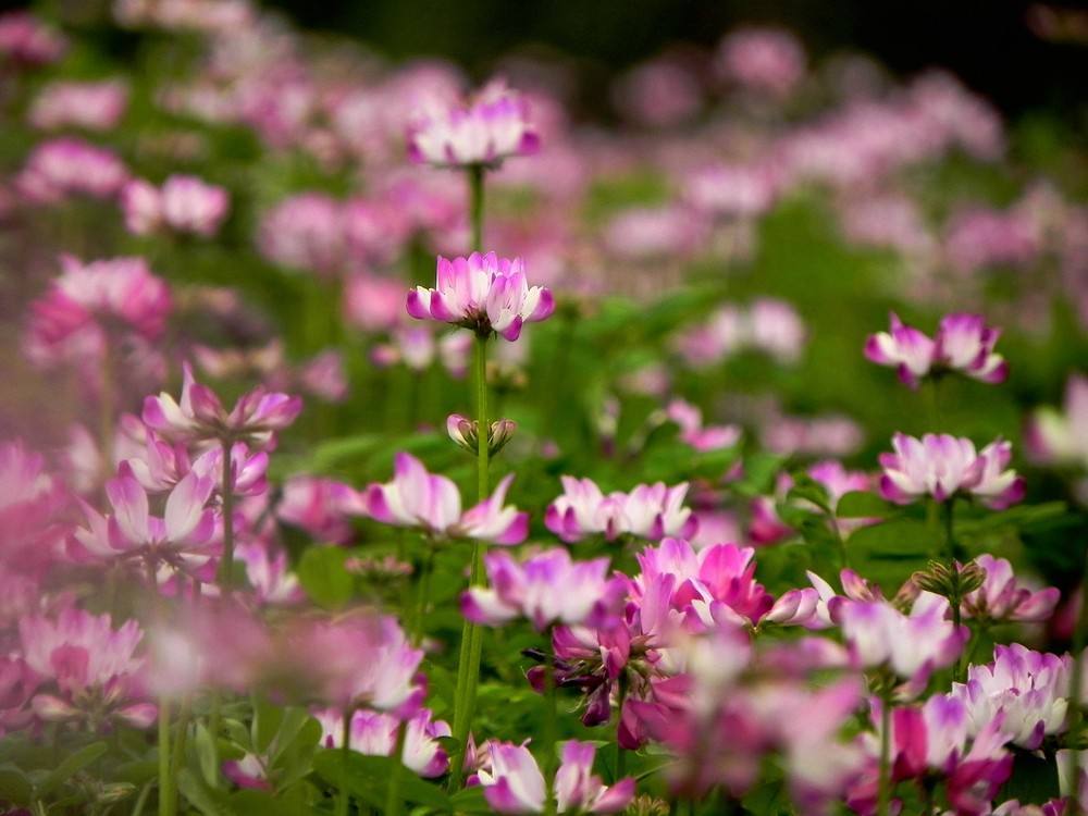 蜜源植物 - 热门商品专区