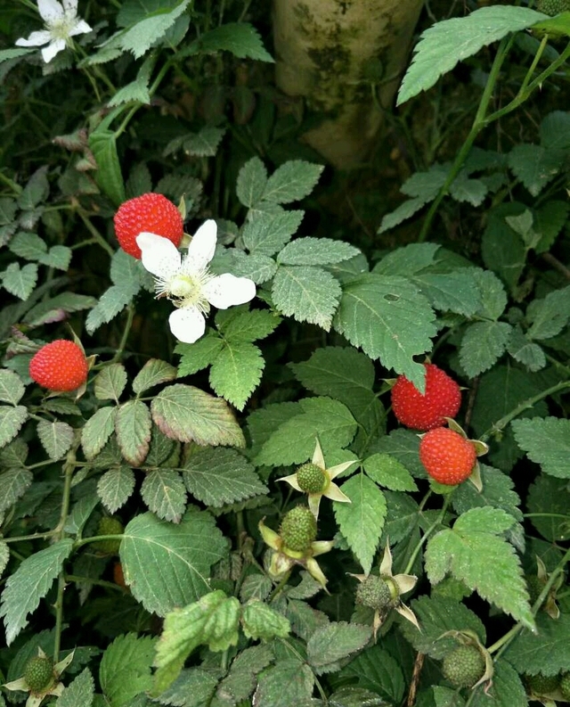 这些野山果,你都吃到过么?