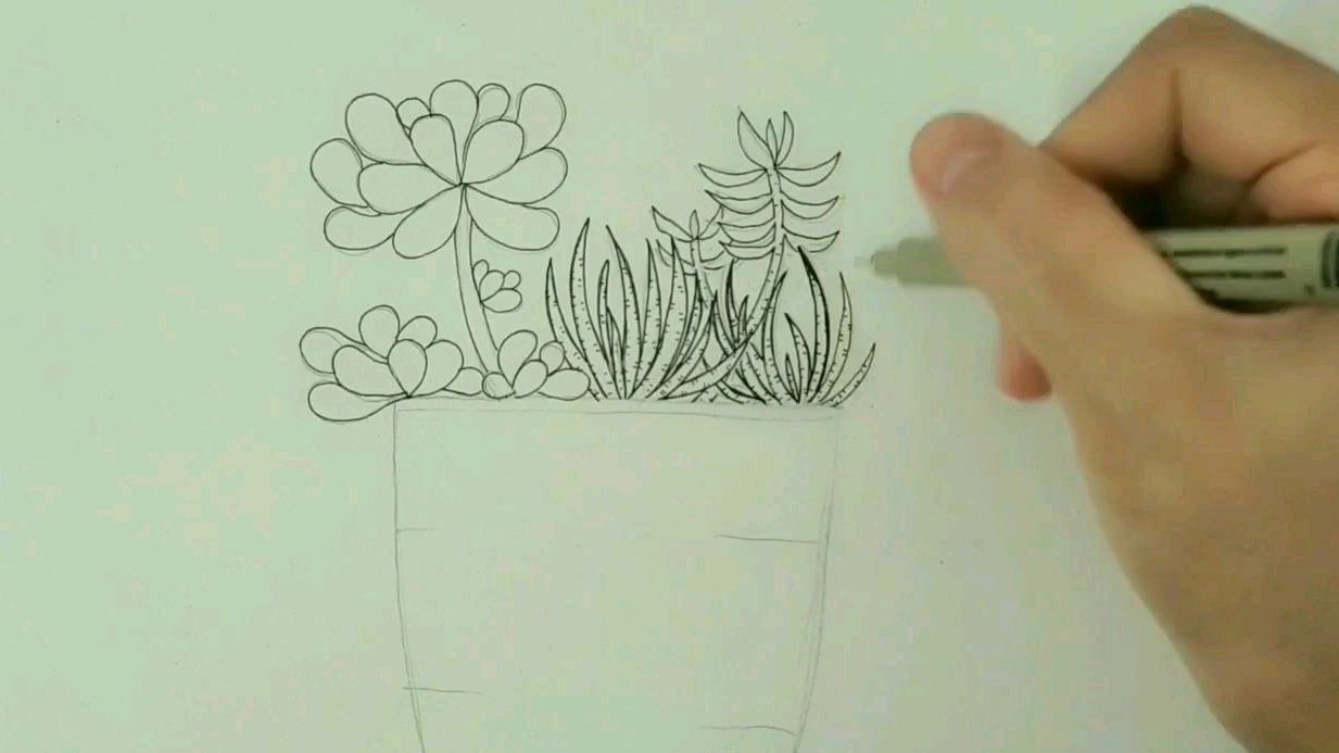 简笔画,画一盆多肉植物~