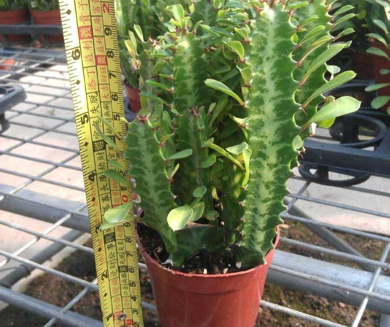 4,龙骨在栽植时必须先进行修剪.