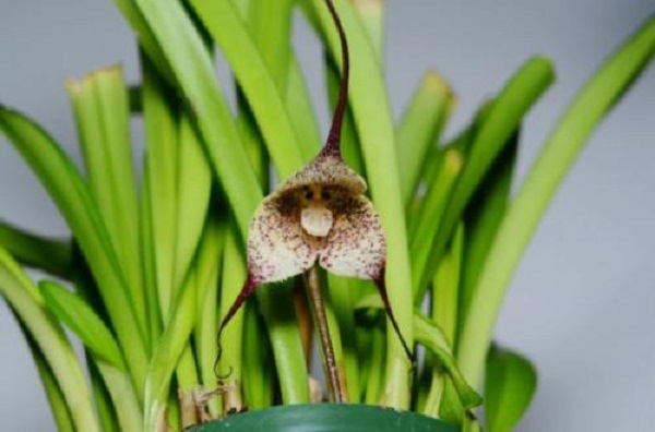 花朵外形似猴子面孔的"猴面小龙兰"