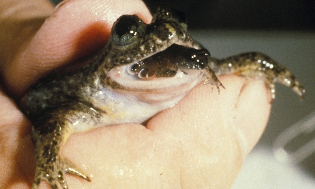 由于狩猎,森林栖息地的丧失和猎物的缺乏,爪哇虎的数量不断减少.