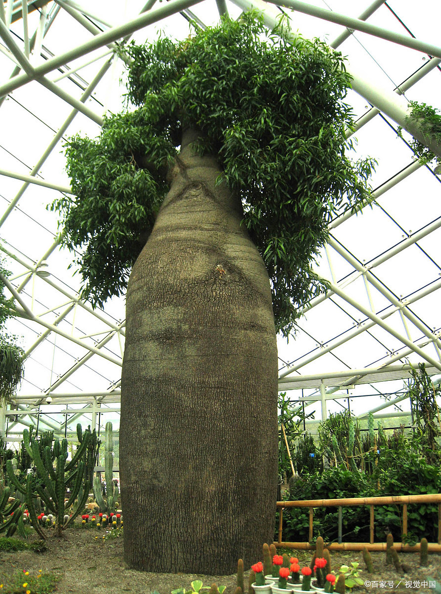 植物-澳大利亚-瓶干树