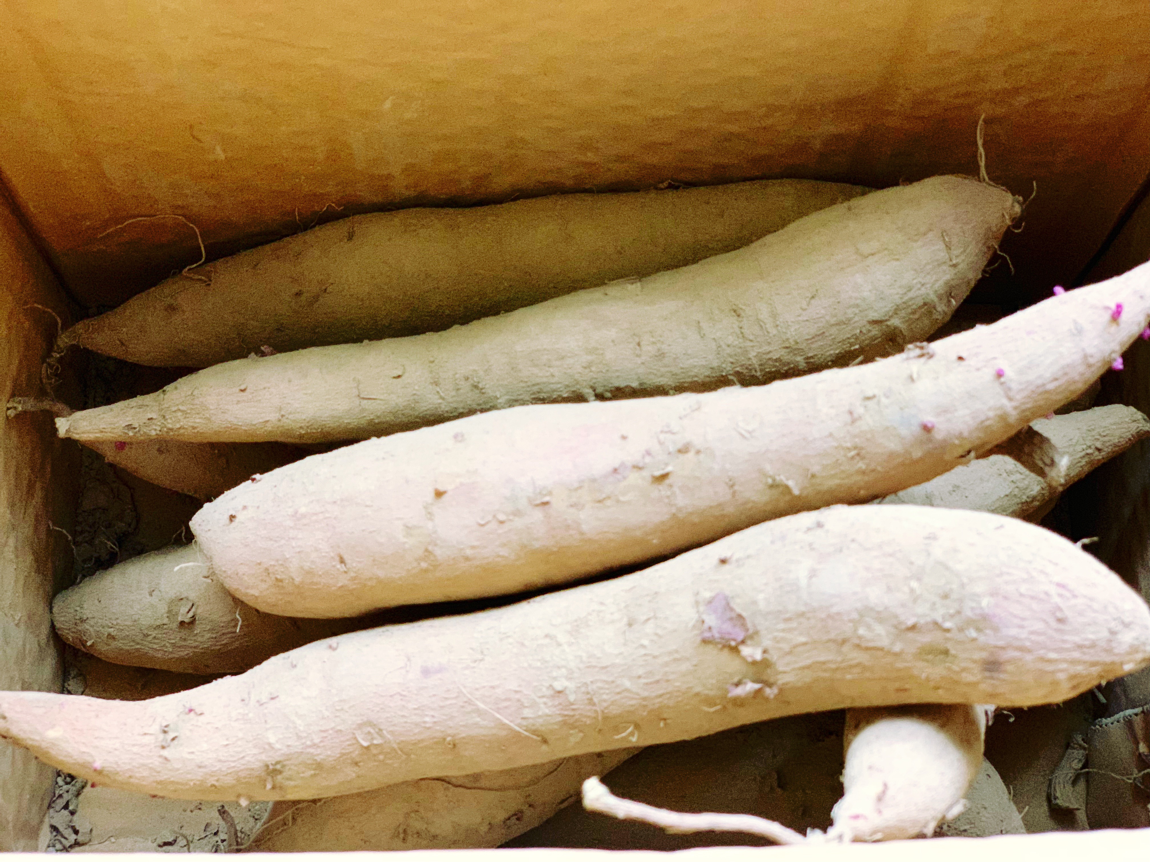 【食材】:红薯500克,糯米粉250克,温水适量,白砂糖50克,食用油适量.