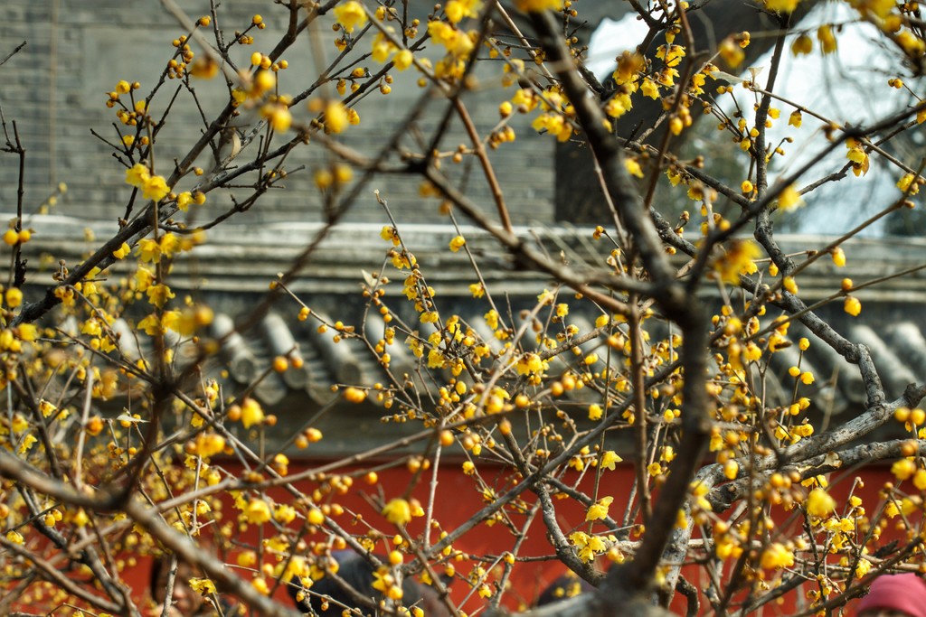 景色风光,卧佛寺梅花千姿百态