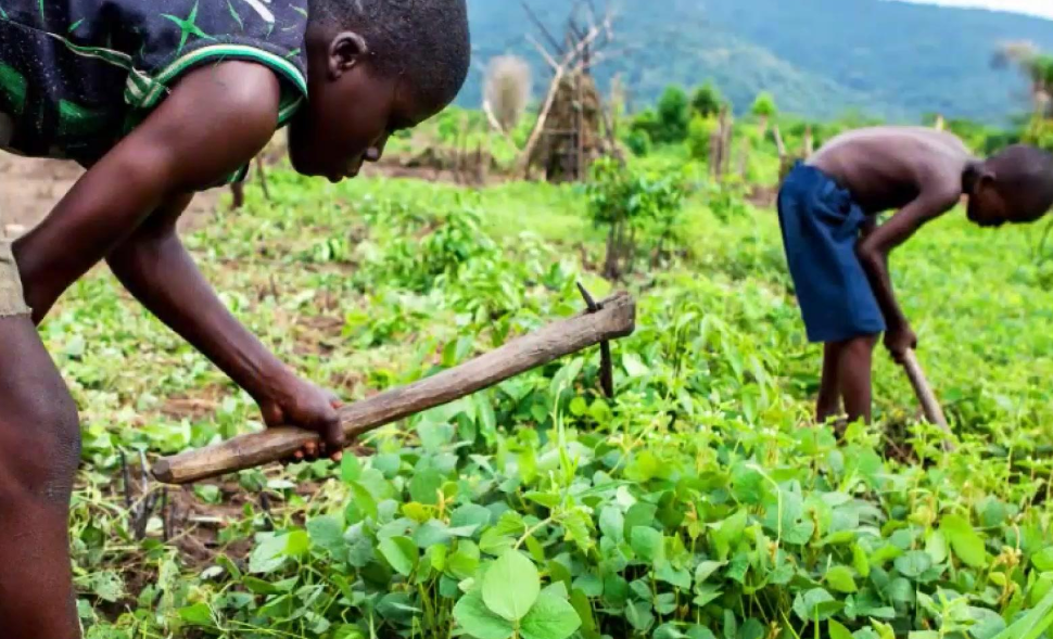 非洲人为啥不种地?哈扎人:花几小时就有食物,为什么还要种地?