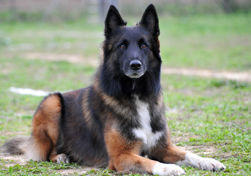 比利时牧羊犬体形略小于德国牧羊犬,它们的才能多,非常聪明!