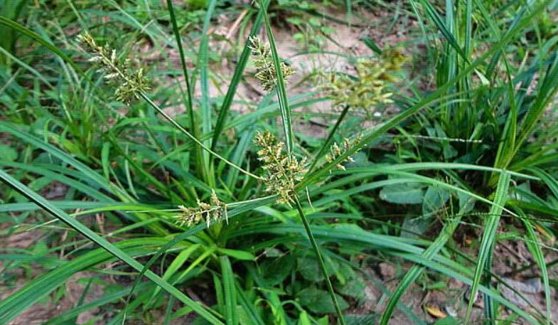 复原草草药图片图片