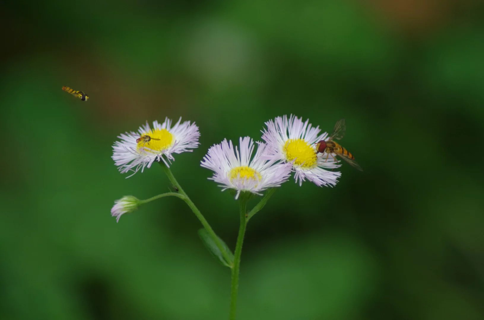 这个季节,蜜蜂和飞蓬菊更配哦!