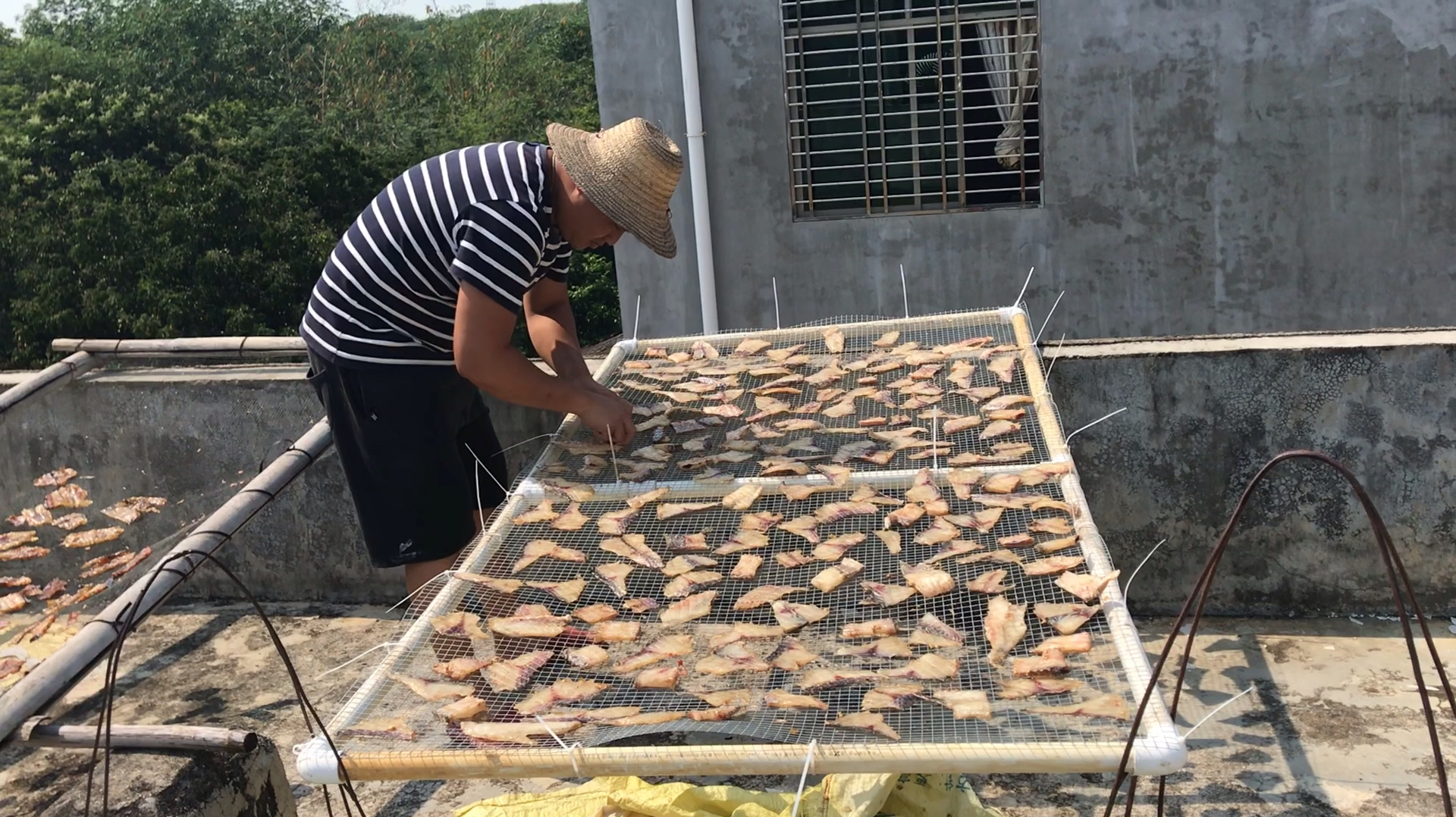 今天拿了5条大罗非晒鱼干,一天就晒干,你猜海南多热!