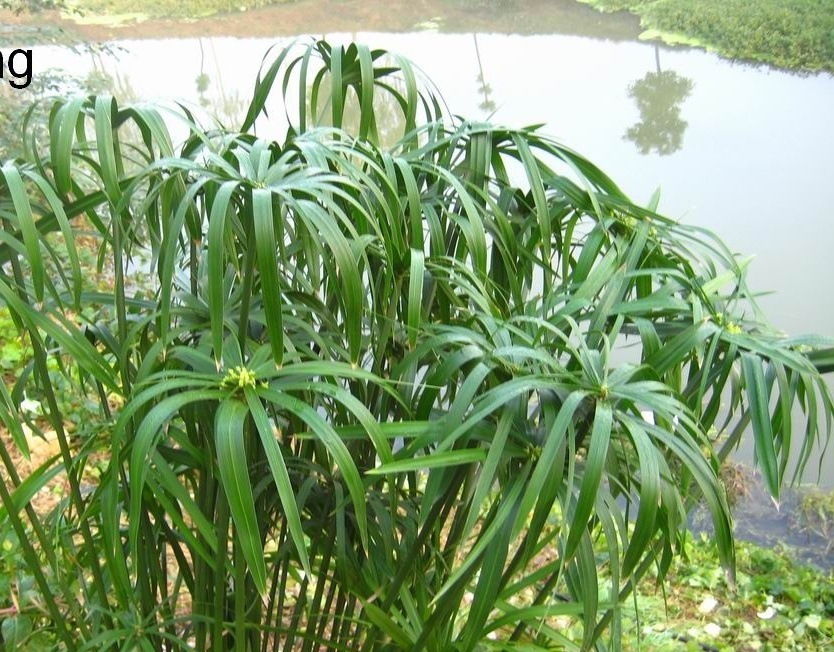 对旱伞竹你了解多少?旱伞竹知识大全