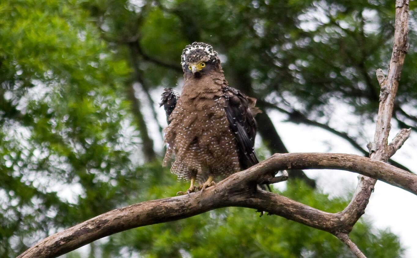 蛇鹰300米高空盘旋,瞬间"锁定"1.2米长有毒眼镜蛇,并抓起吞噬