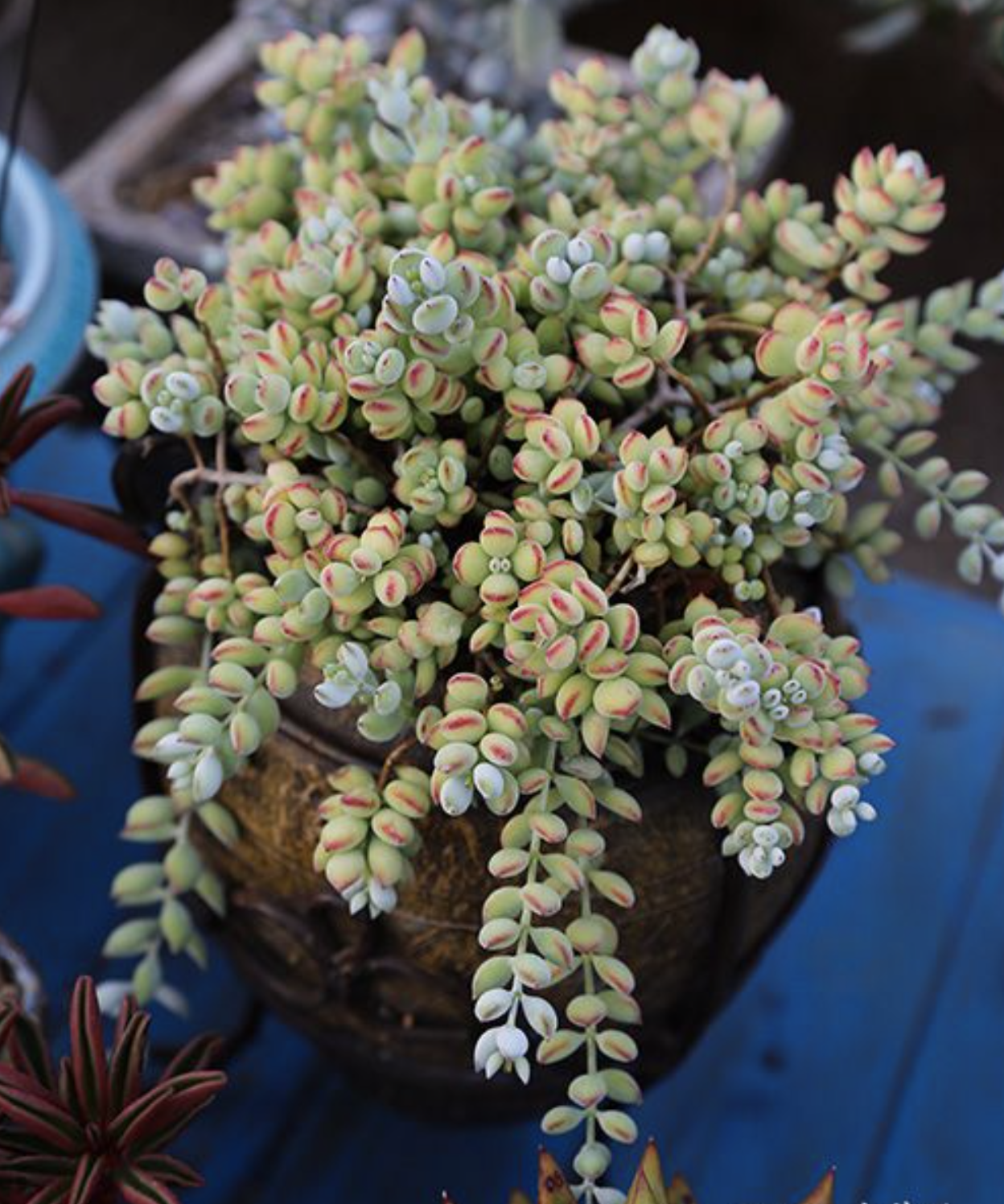 这些萌哒哒的银波锦系多肉植物,你认识吗?