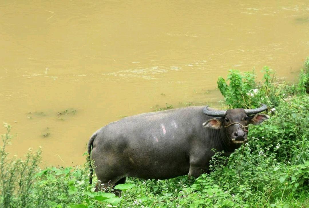 农村溪边的老牛!