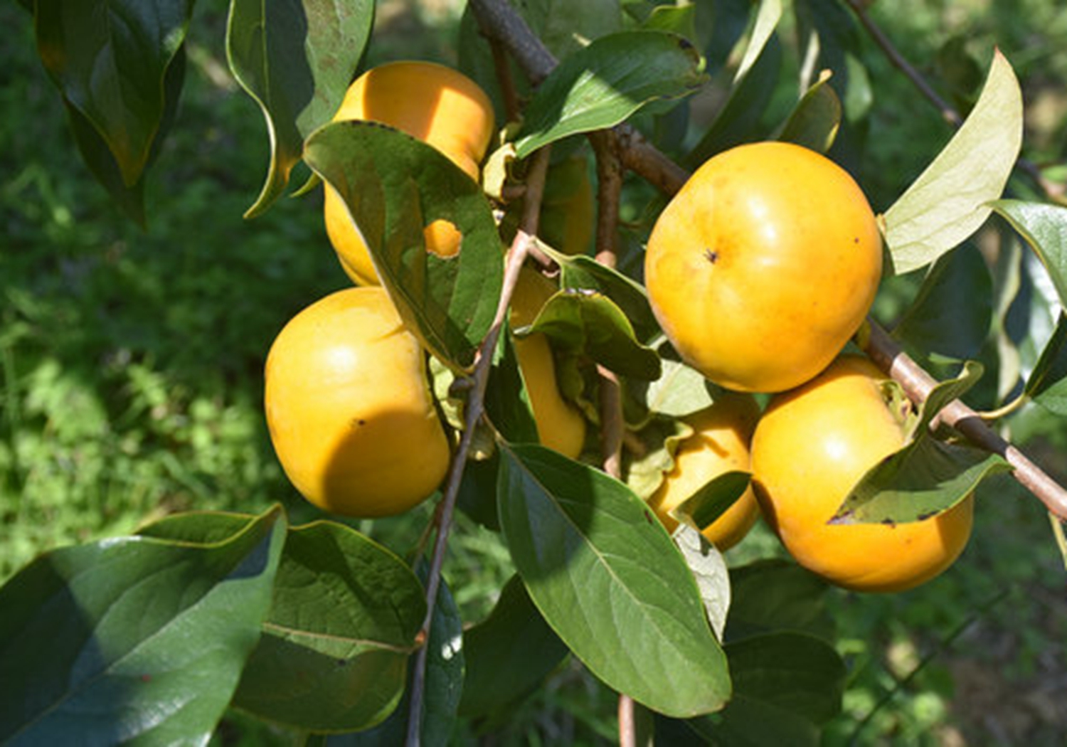 杮子树 - 热门商品专区