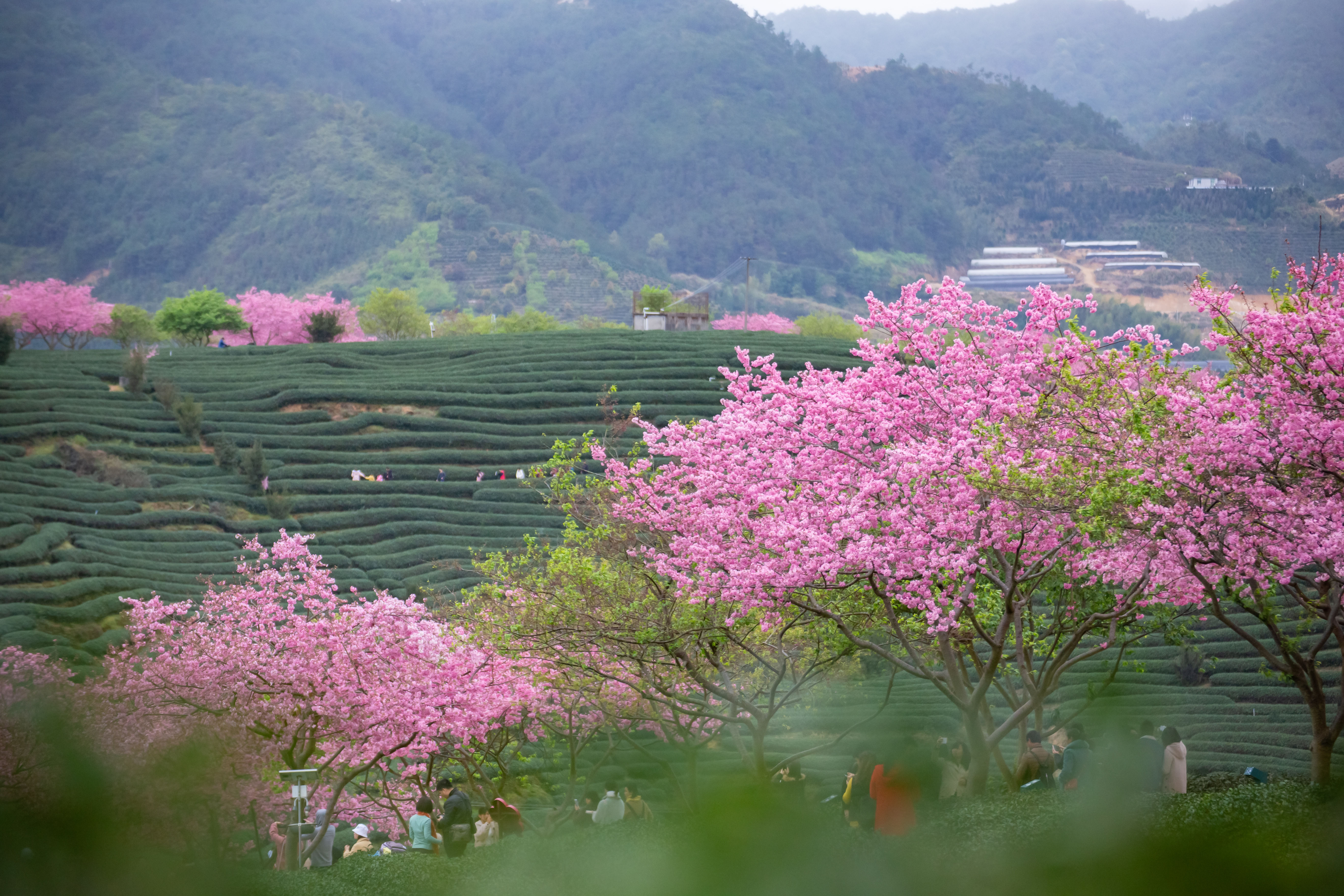 远山,茶田,和樱花,好一副美丽的田园风光