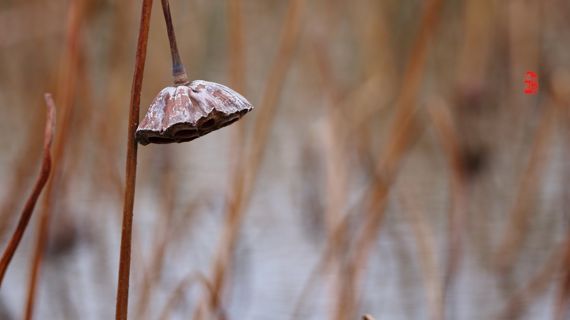 留得残荷听雨声-海安市七星湖荷花池风景
