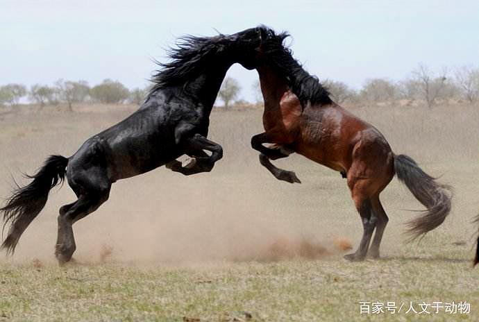 古代九大战马排行榜