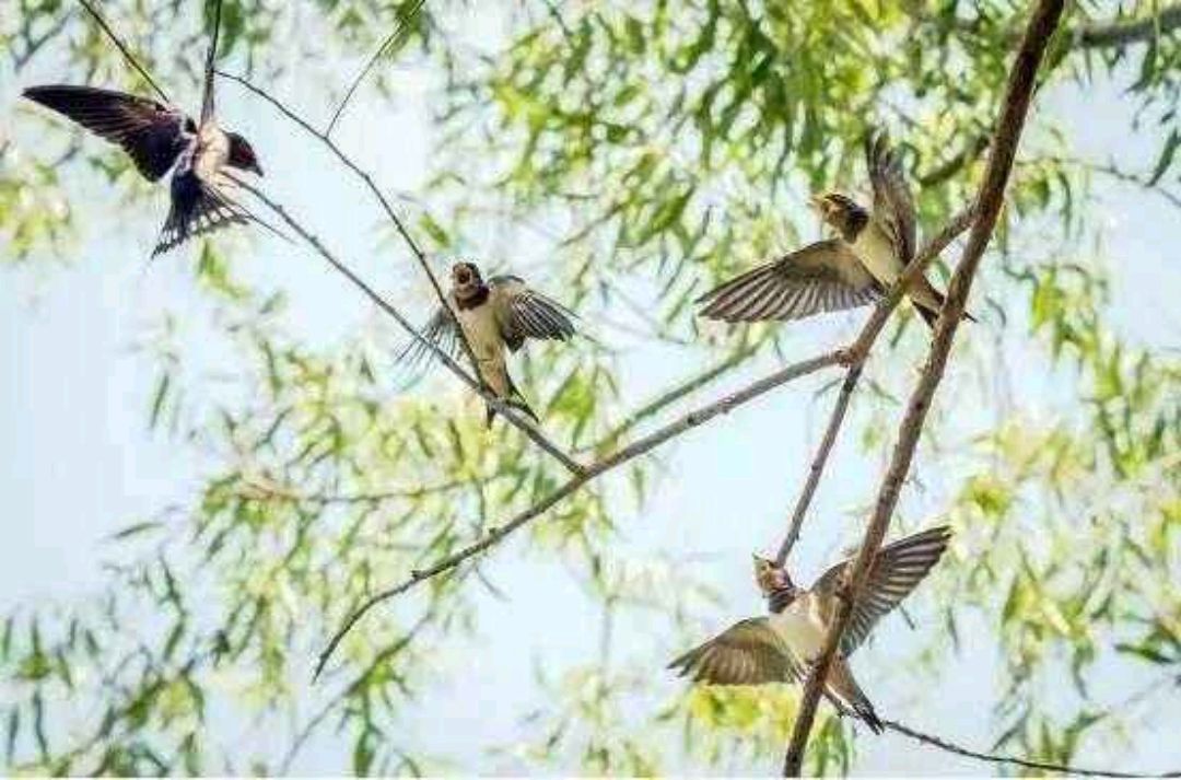 写景对联:燕剪柳丝织翠锦,邀对下联