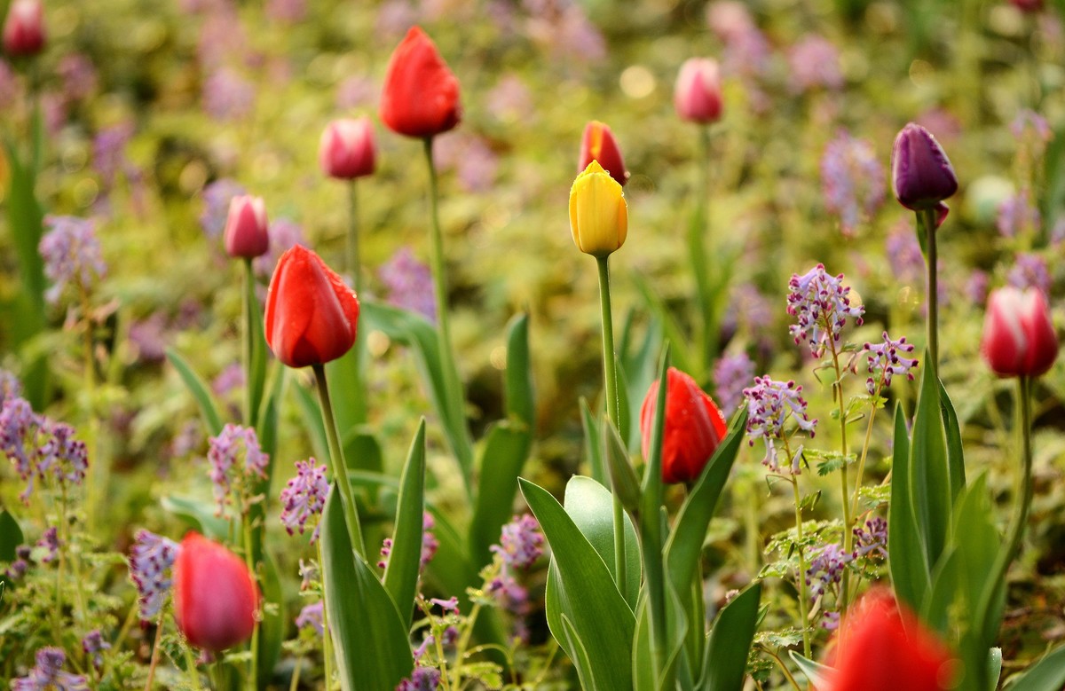 风景写实——太子湾的花花草草