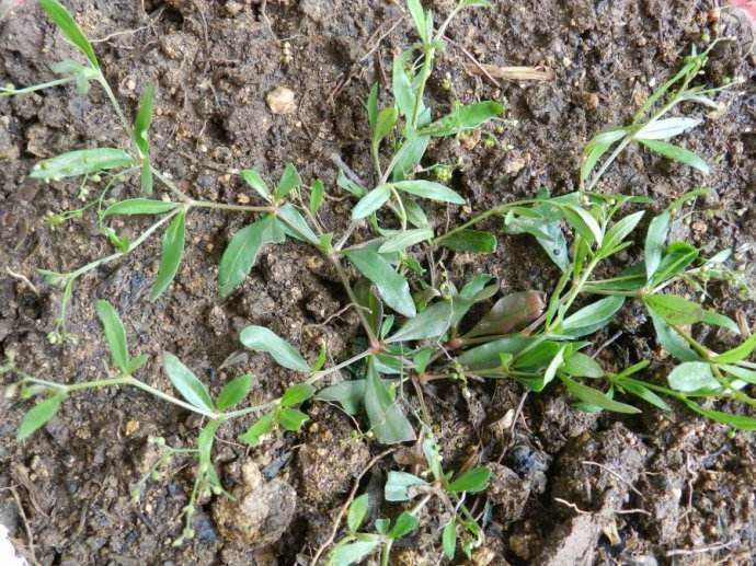 这种草叫做粟米草,农村荒地农田常见,也是一种草药你认识吗?