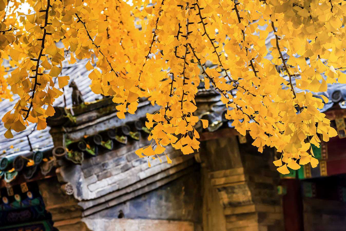 国内最牛寺庙,历史文化十分的悠久,还有武警24小时专门守护