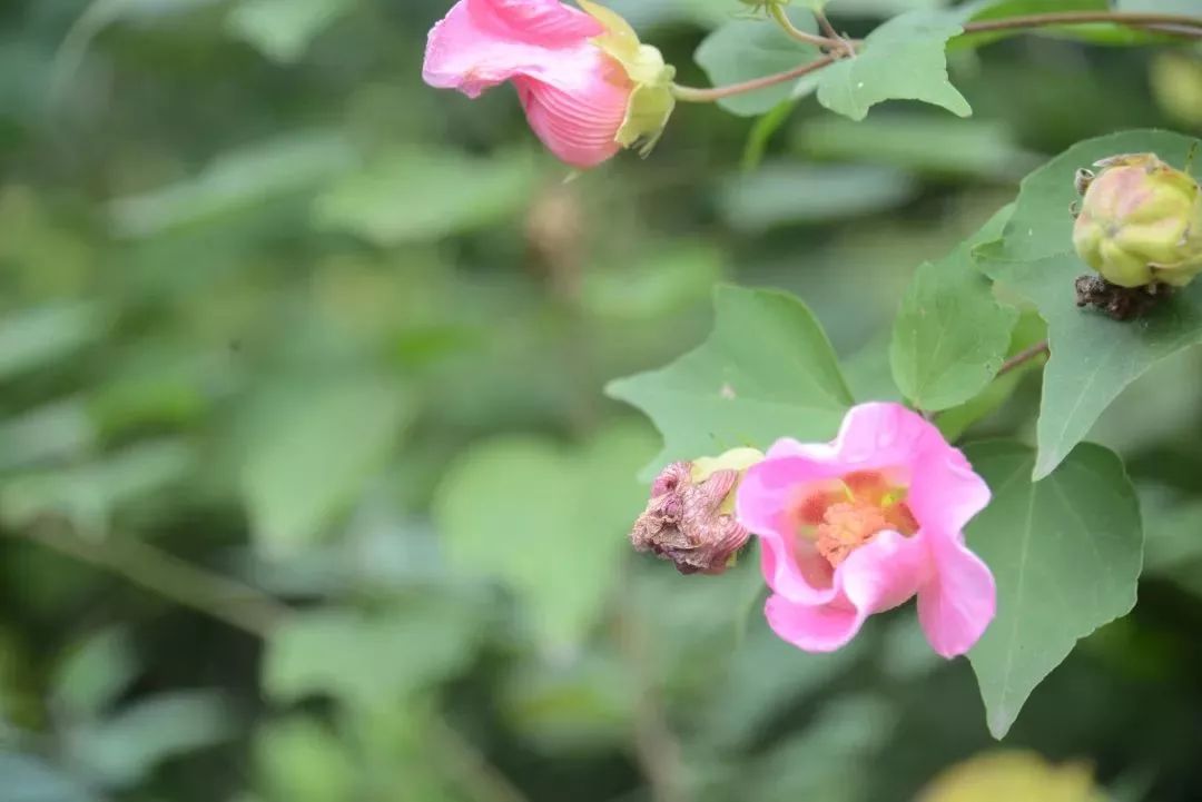 秋木花的花语图片