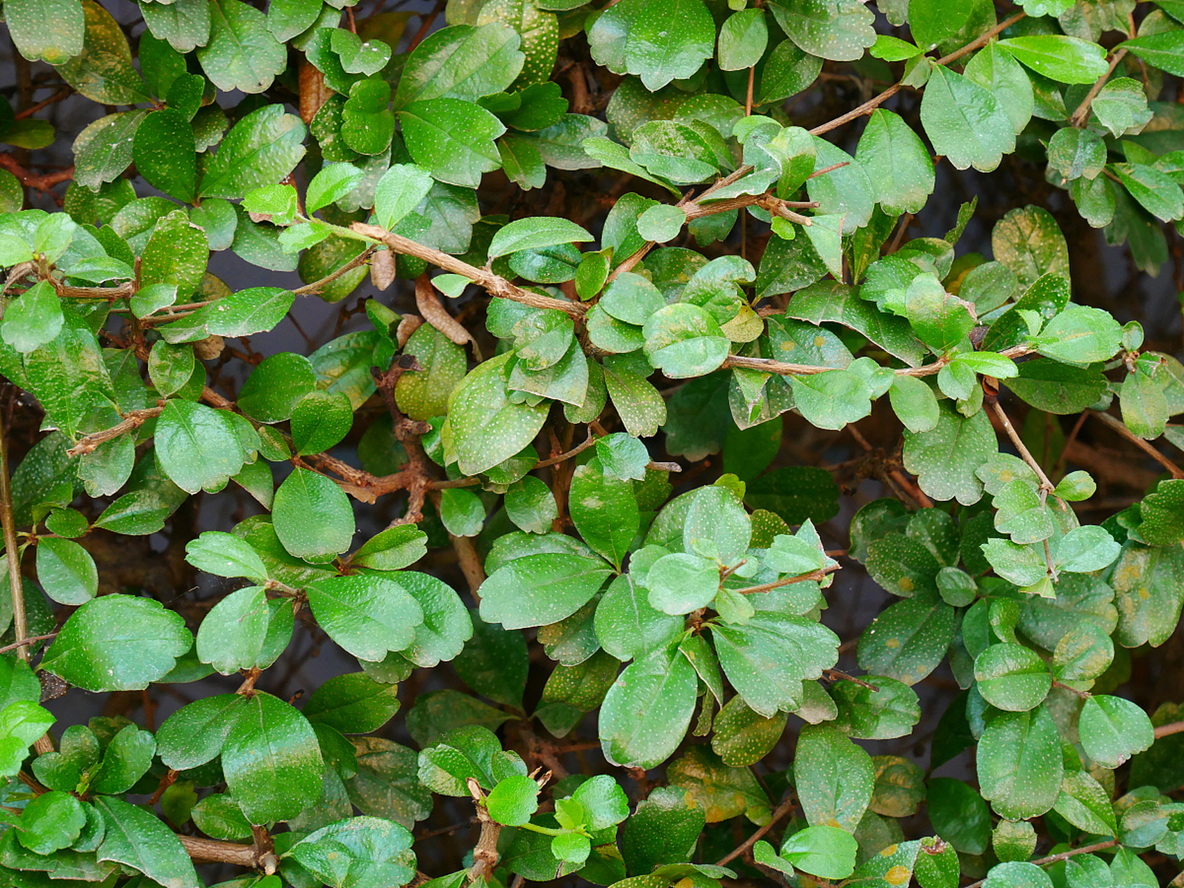 地锦草的鉴别方法包括观察其植物形态,生长环境,分布区域,采收和加工