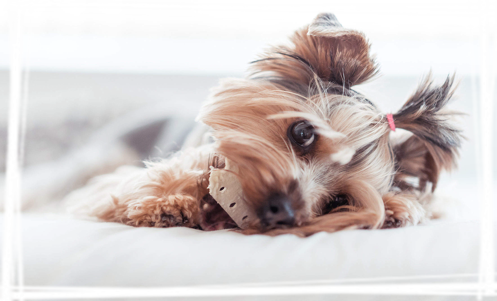 可爱宠物狗狗桌面电脑写真壁纸图片