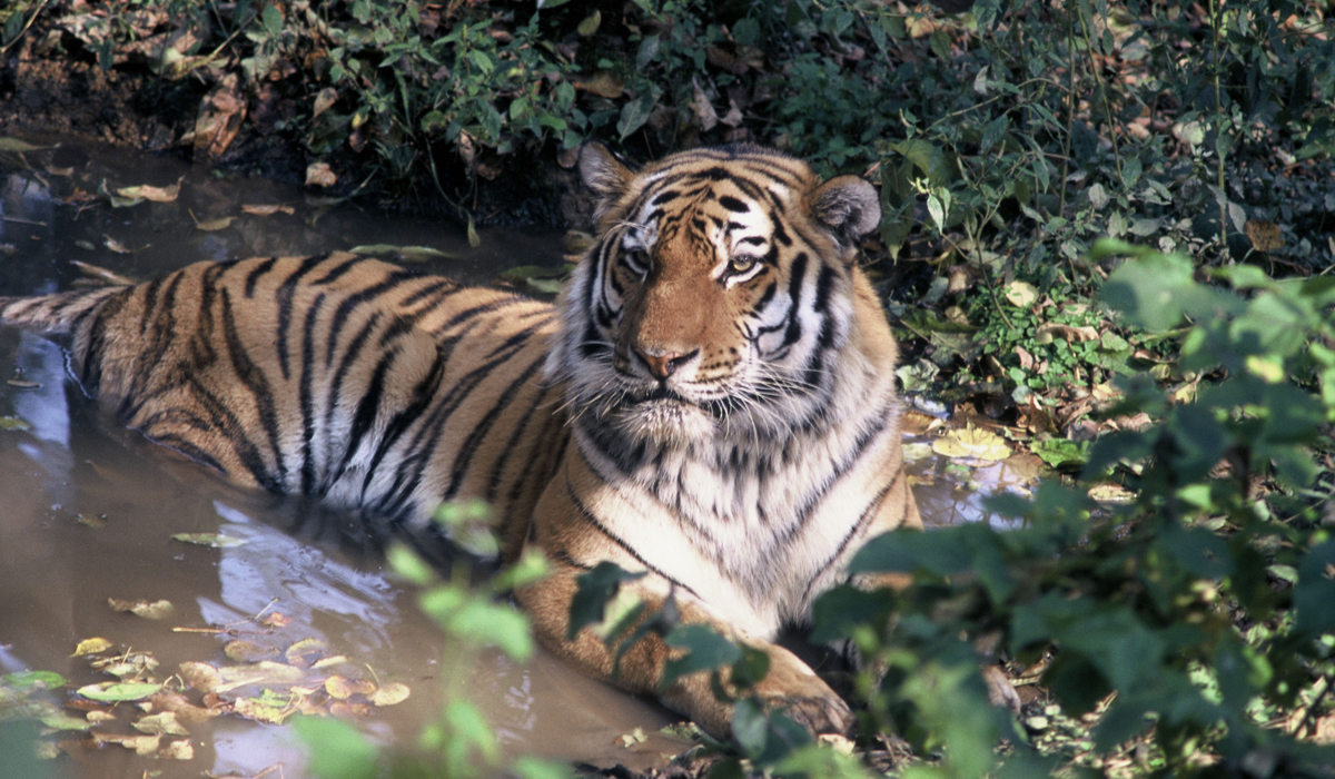 野生东北虎大都挤在西伯利亚一角,为何不向更深的内陆发展?