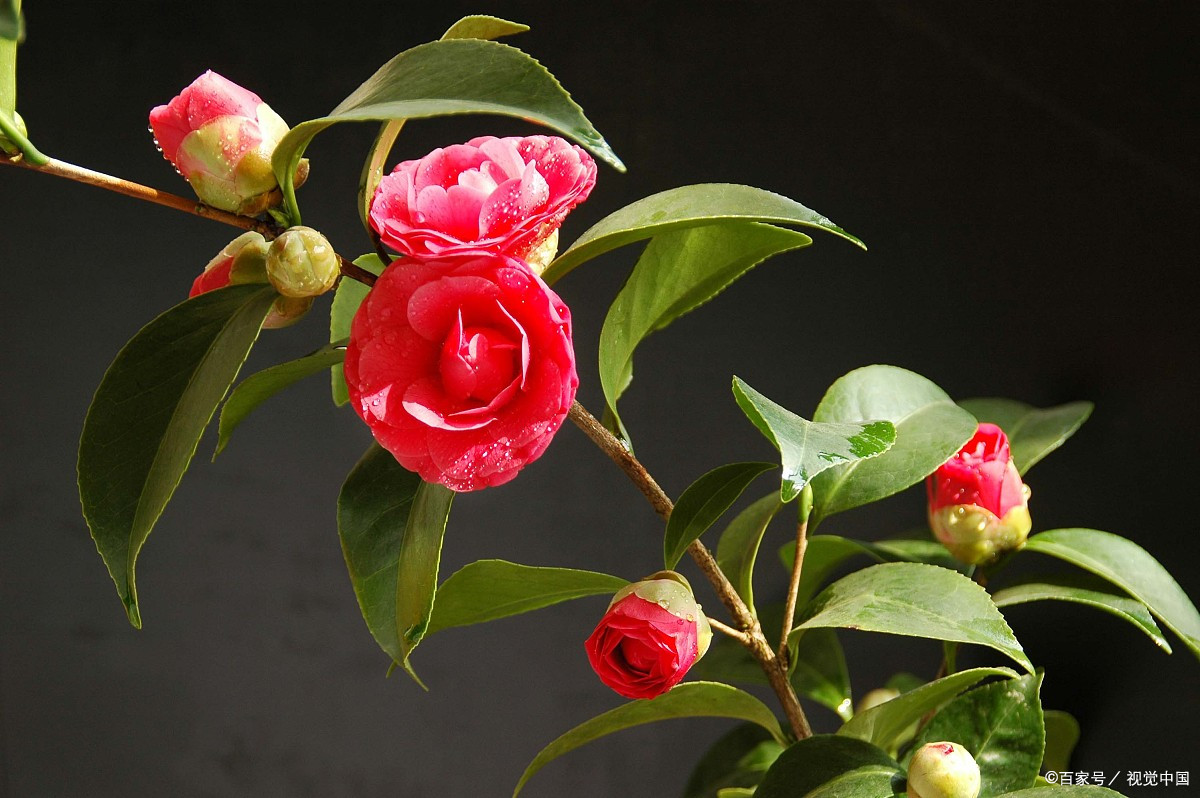 1986年,重庆选山茶花为市花.