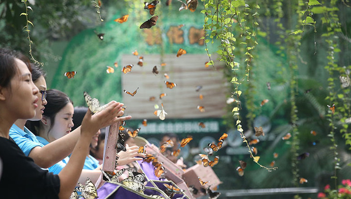 蝶舞申城迎国庆,上海动物园放飞30种8万只本土蝴蝶