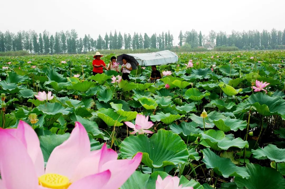 看得见绿水 留得住乡愁|汈汊湖将"长大"20倍,重现"最大内陆封闭式湖泊