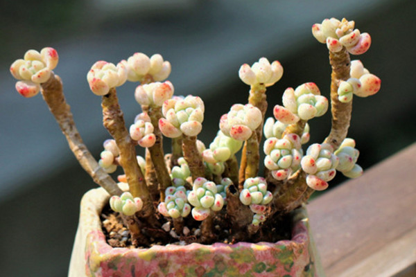 多肉罗琦怎么养?阳光充足肉嘟嘟,适量低温成果冻!