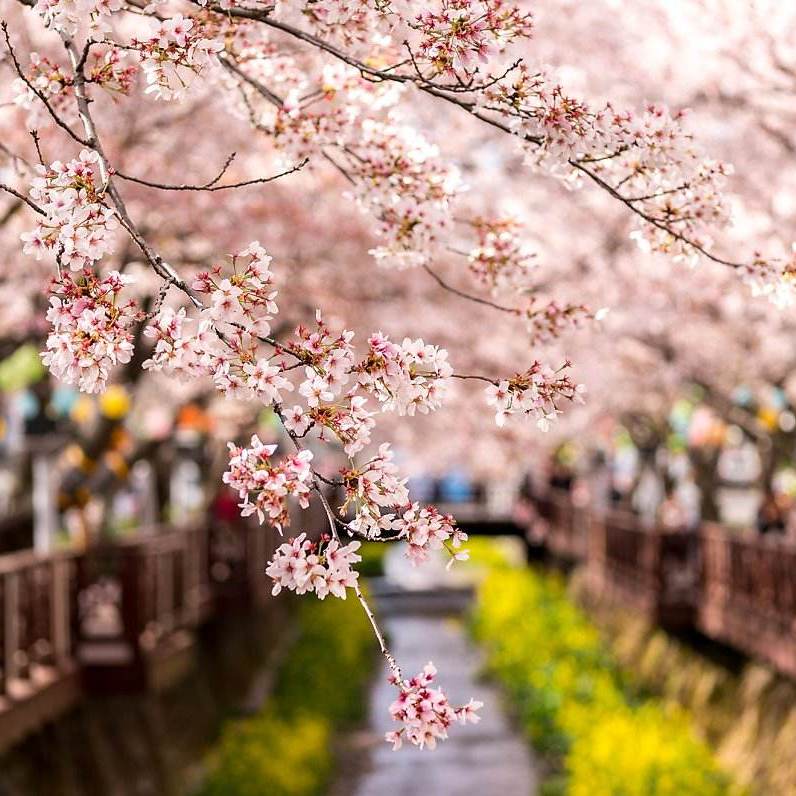 元宵节,就来眉山樱花博览园闹!