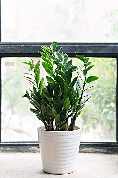 招财进宝的雪铁芋是什么,它如何进行繁殖呢?