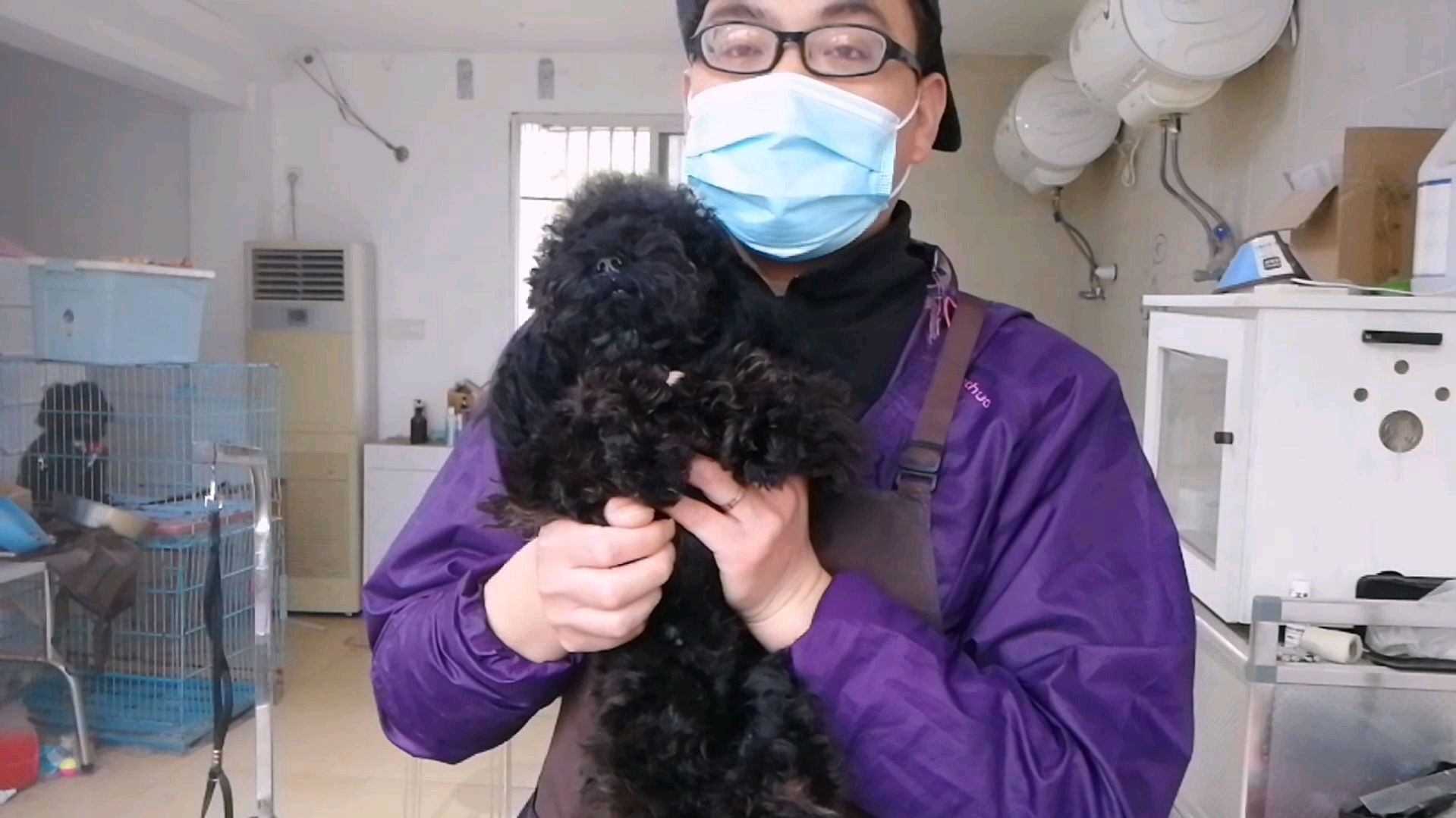 玩具体黑泰迪美容造型,眼睛都完全看不清了,修完之后都惊叹不已