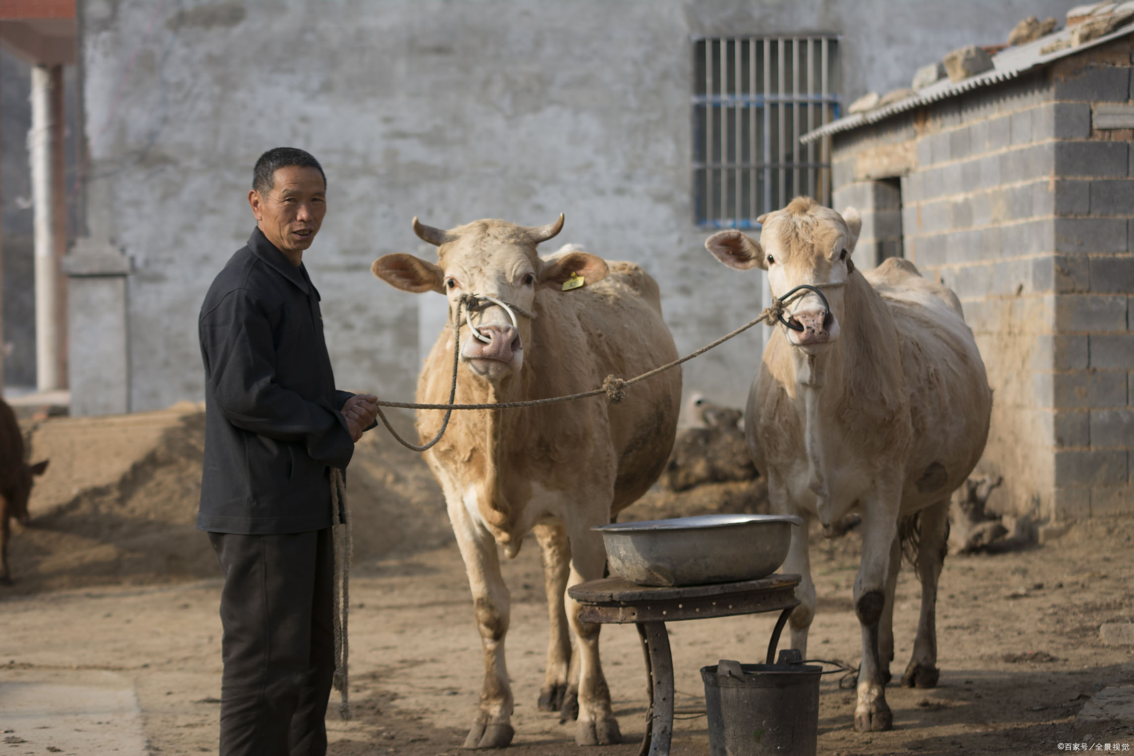 养牛- 优质问答专区
